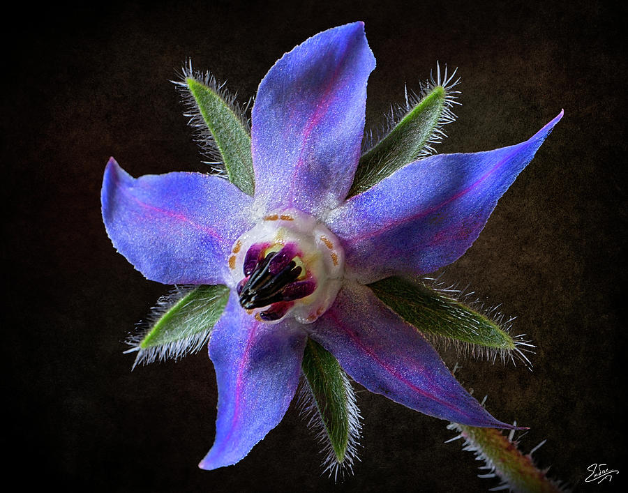 Little Blue Flower Photograph by Endre Balogh