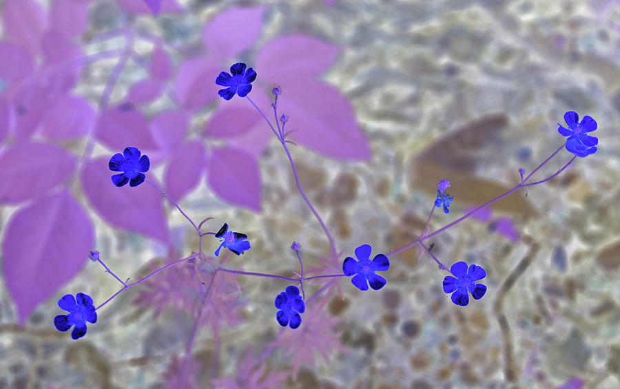 Dainty Blue Flowers Photograph by Missy Joy