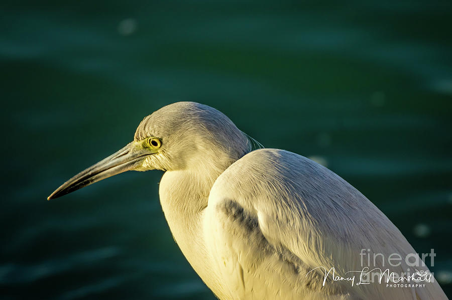 Little Blue Heron 1 Signed Photograph by Nancy L Marshall