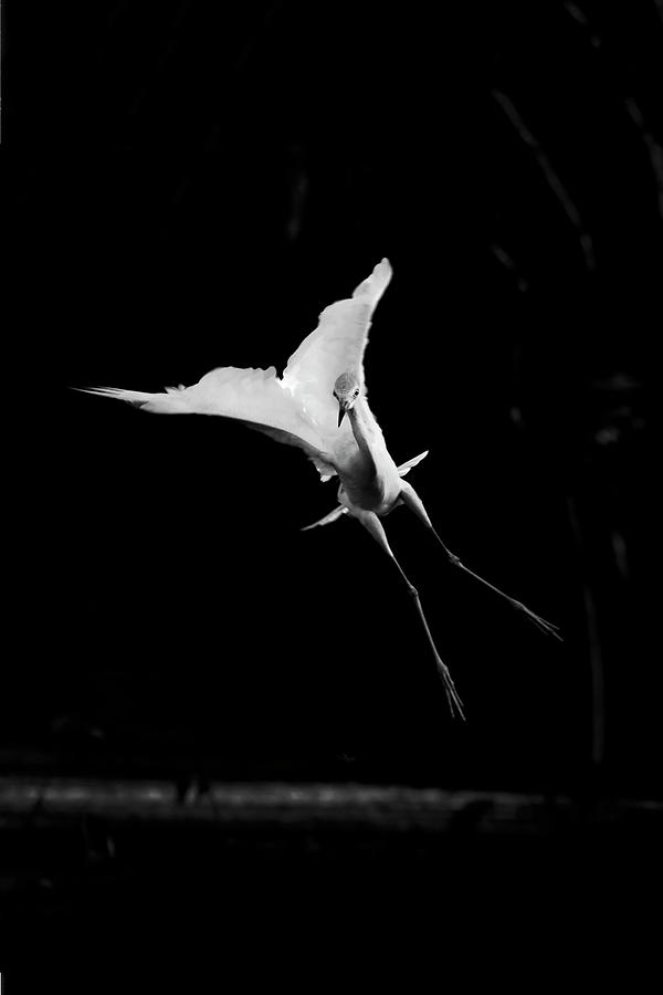 Little Blue Heron 31A Photograph by Sally Fuller