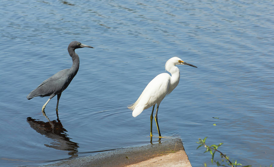 little-blue-heron-and-snowy-egret-photograph-by-zina-stromberg-fine