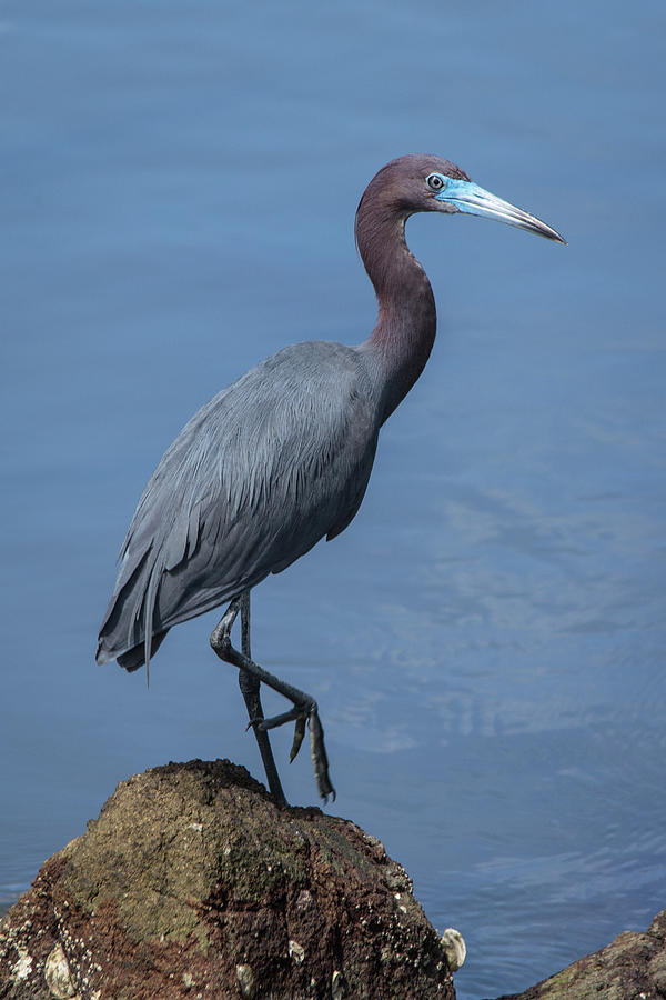 Little Blue Heron Photograph By Andrew Wilson - Fine Art America