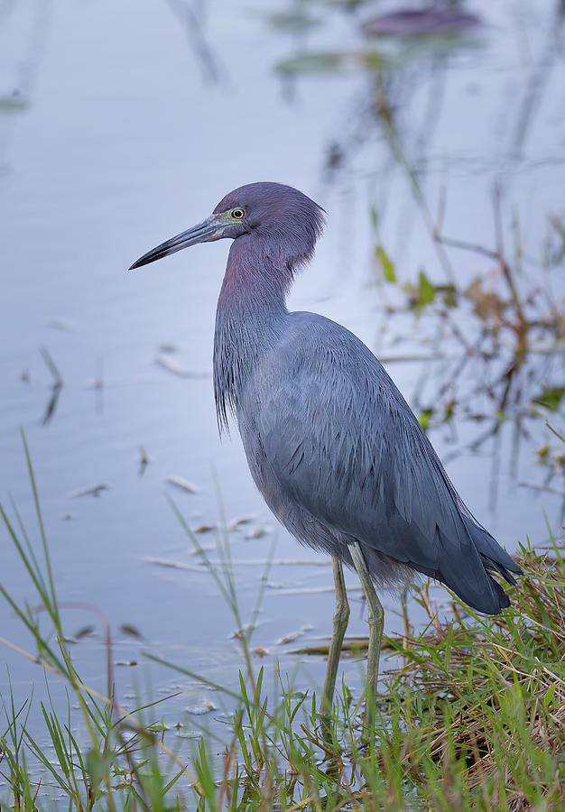 Little Blue Heron at Dawn Photograph by Mark Andrew Thomas