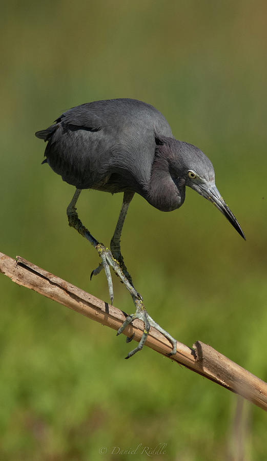 Little Blue Heron balanced Photograph by Daniel Riddle | Fine Art America