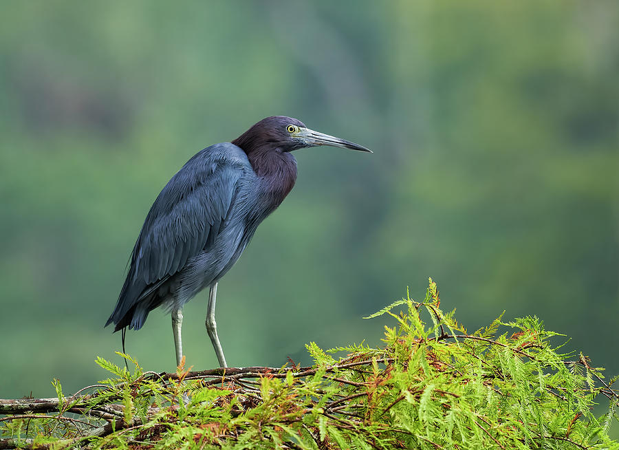 Little Blue Heron Photograph by Bill Chambers