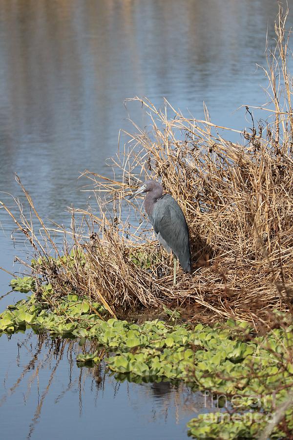 Little Blue Heron By Blue Water Photograph