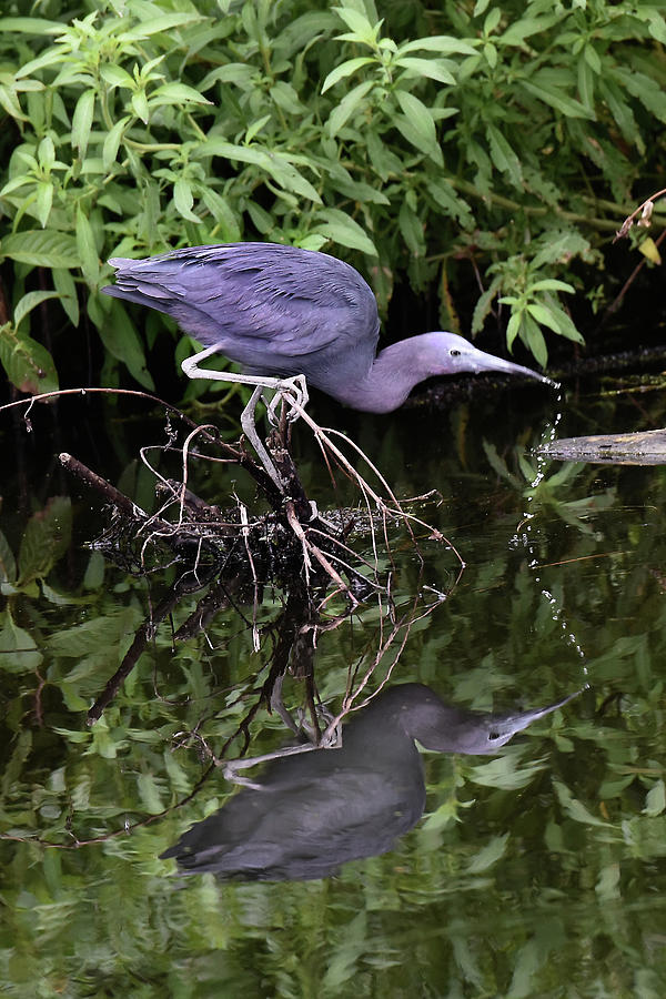 Little Blue Heron Drinking Photograph by Jerry Griffin