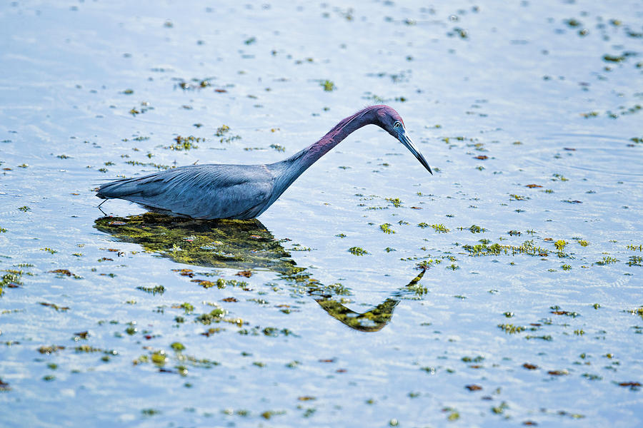 Little Blue Heron Fishing Photograph by Fran Gallogly