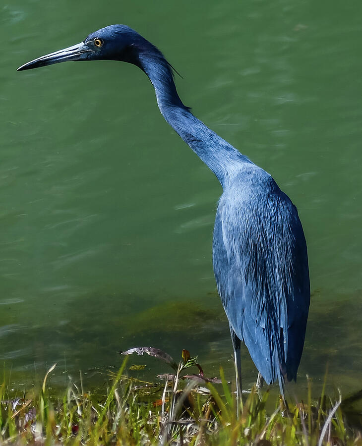 Little Blue Heron Photograph by Glenna Hagopian - Fine Art America