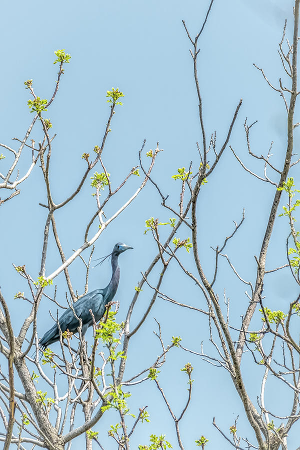 Little Blue Heron in the Treetop Photograph by Debra Martz
