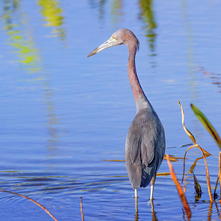 Little Blue Heron Photograph by Mark Andrew Thomas