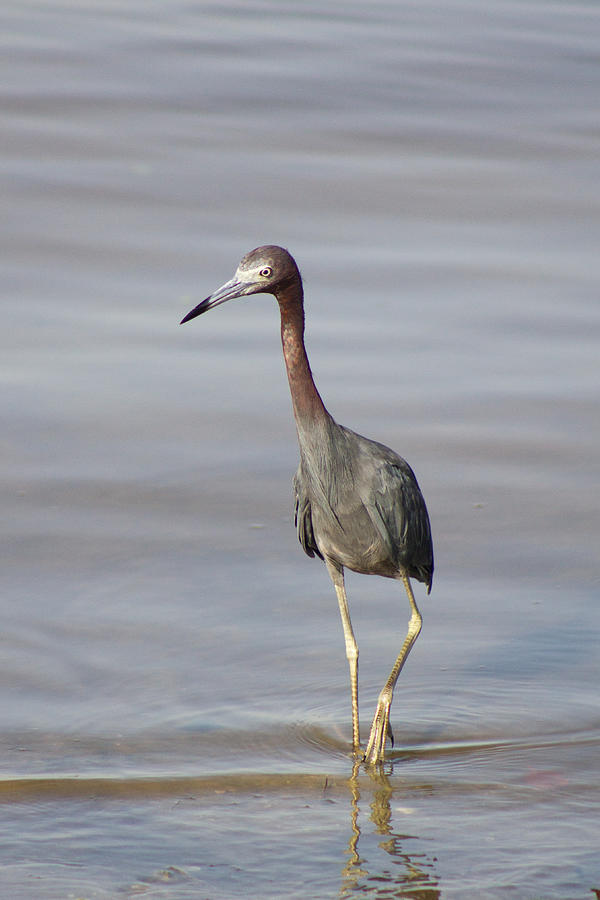 Little Blue Heron Photograph by Nautical Chartworks