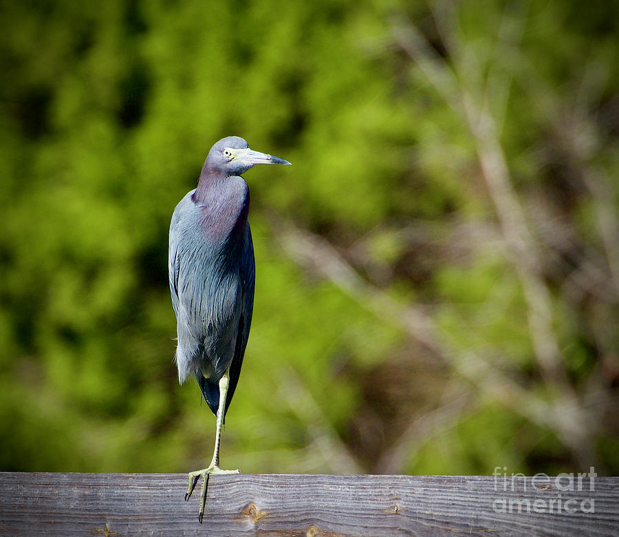 Little Blue Heron Perched on a Fence Post at Three Sisters Springs in Crystal River Photograph by L Bosco