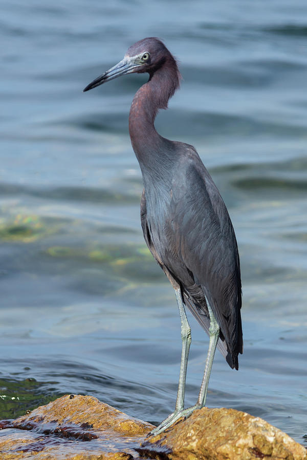 Little Blue Heron Standing  on a Rock Photograph by Bradford Martin