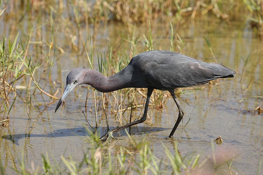 Little Blue Heron Waiting for a Catch Photograph by Mingming Jiang