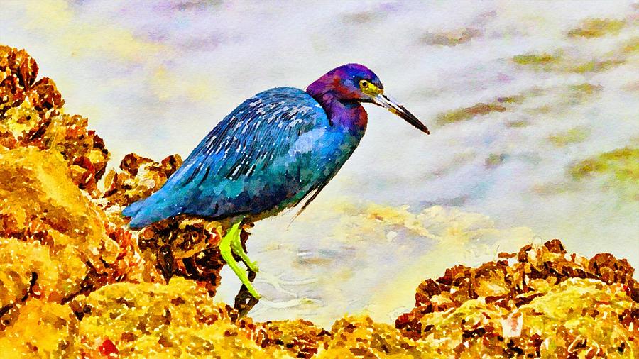 Little Blue Heron Watercolor Mixed Media by Susan Rydberg