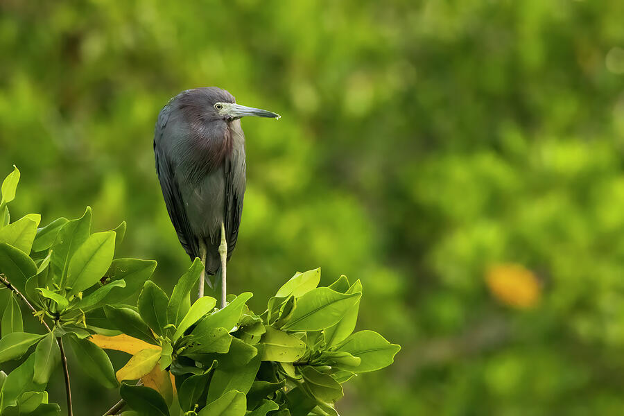 Little Blue Heron Photograph by William Mertz Photography