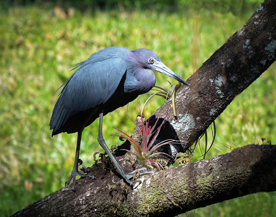 Little Blue Heron with Bromeliad Photograph by George Harth
