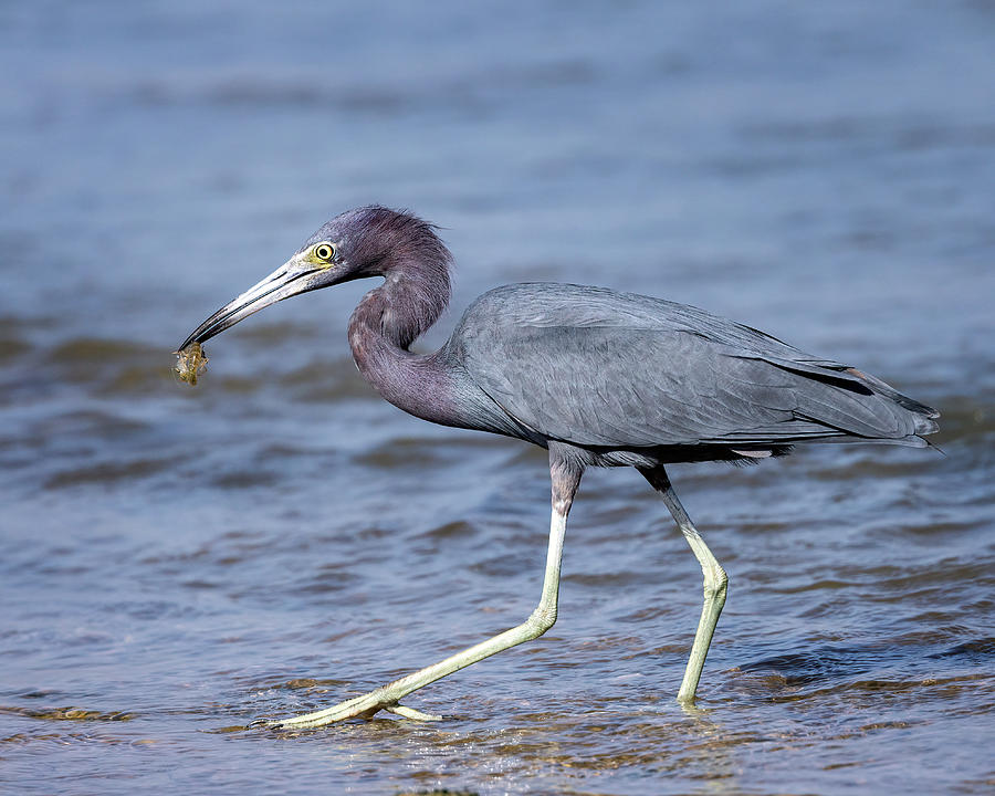 Little Blue Heron with snack Photograph by Jaki Miller