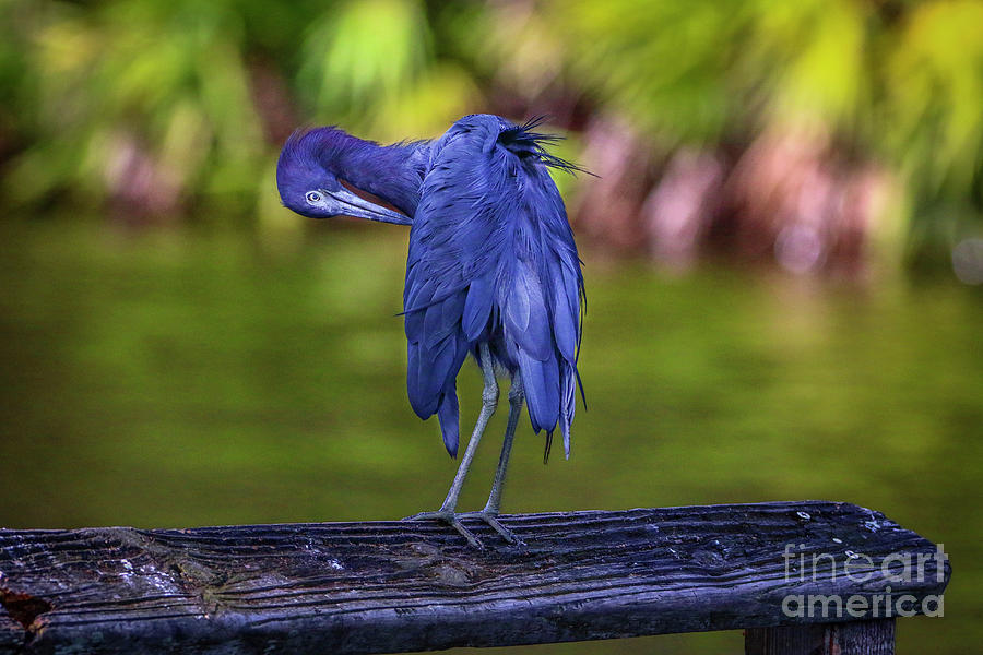 Little Blue Preening Photograph by Tom Claud