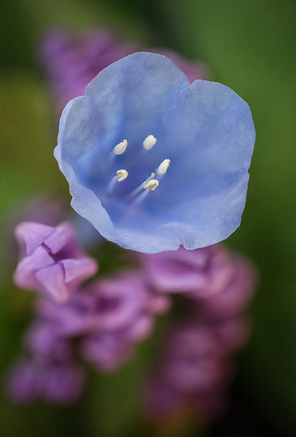 Little Blue Photograph by Robert Fawcett