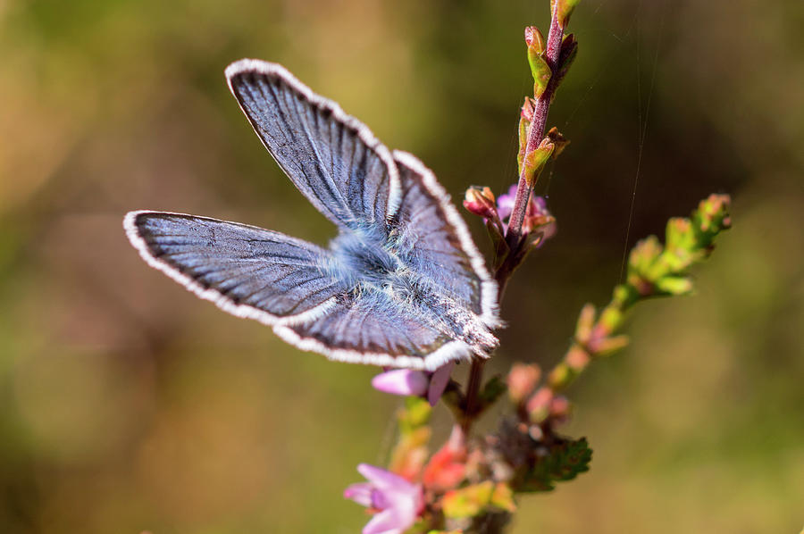 Little Blue Wings Photograph by Maria Dimitrova