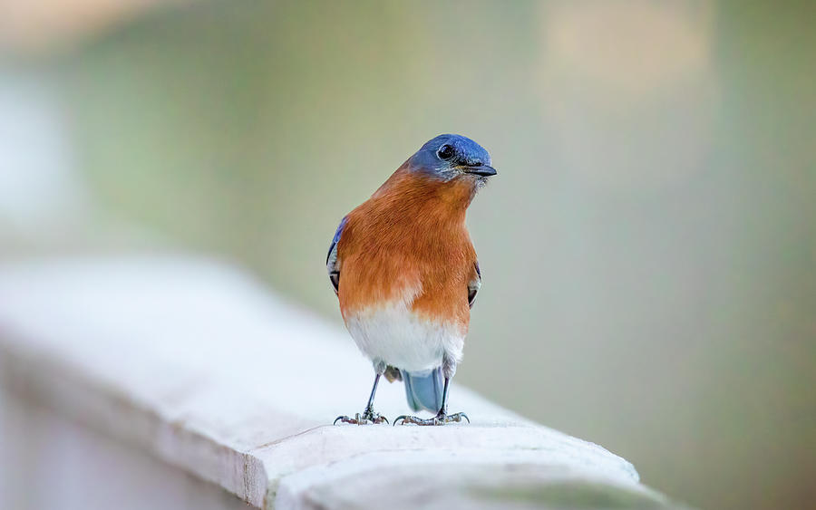 Little Bluebird Photograph by Rachel Morrison