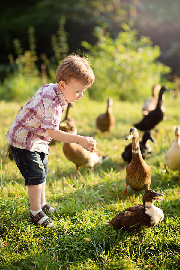 Little Boy feeding some Ducks with old Bread Photograph by Tatjana Kaufmann