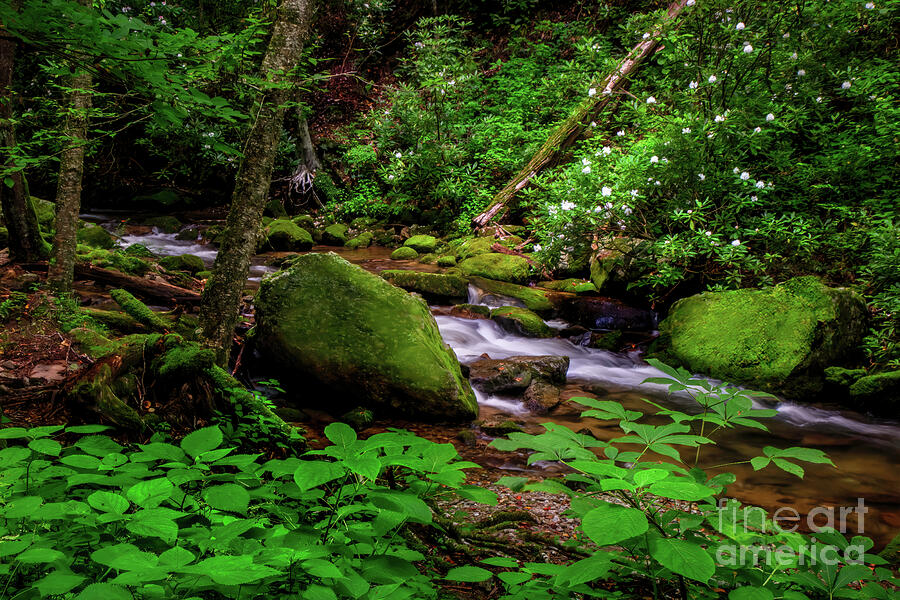 Little Brook on the Appalachian Trail Photograph by Shelia Hunt