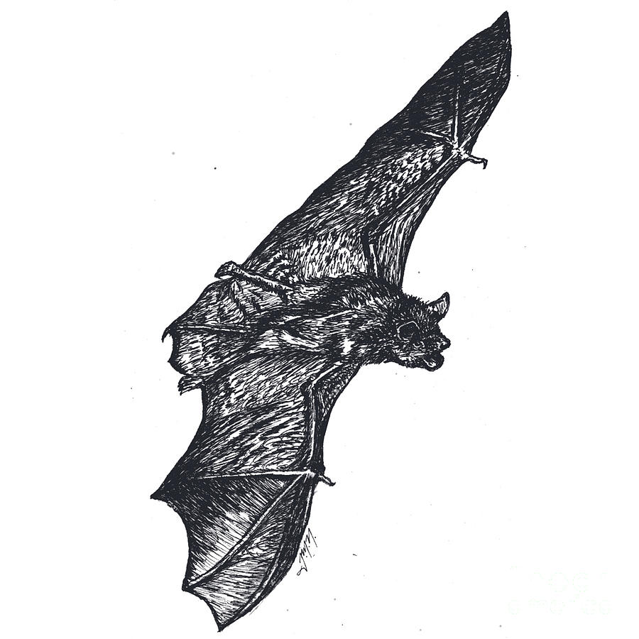 Nature Mixed Media - Little Brown Bat by Jeannie Marie Nicklas