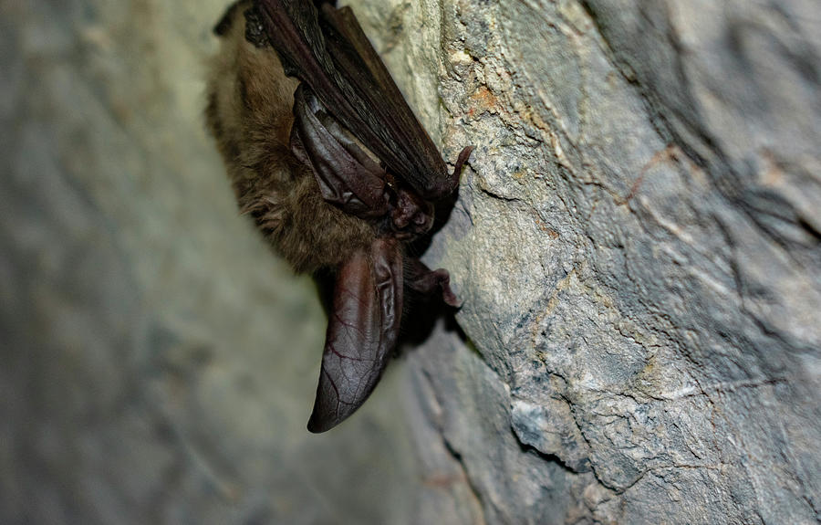 Little Brown Bat Photograph