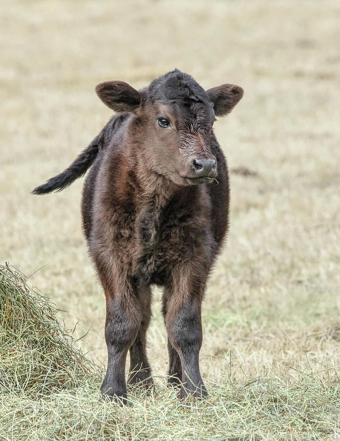 Little Brown Calf Photograph by Jennie Marie Schell