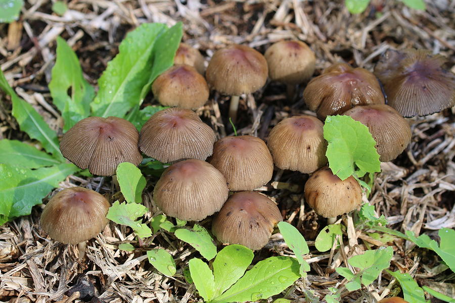 Little Brown Fungi Photograph