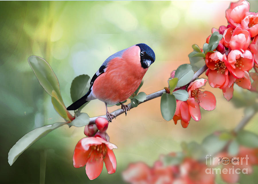 Little Bull Finch on Quince Blossom Mixed Media by Morag Bates