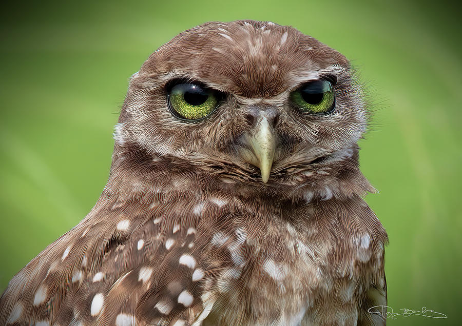 Little Burrowing Owl Portrait Photograph by Dan Barba