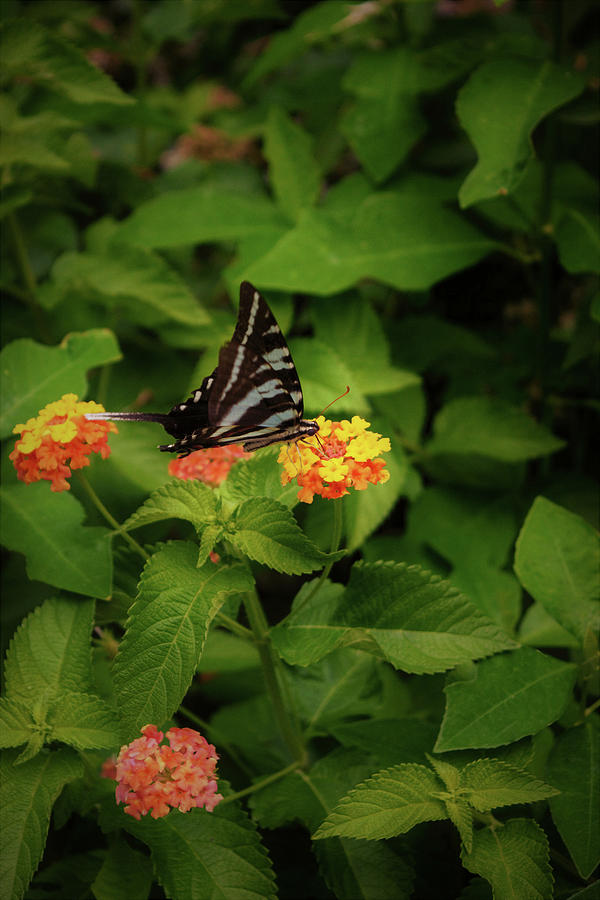 Little Butterfly Photograph by Karen Harrison Brown