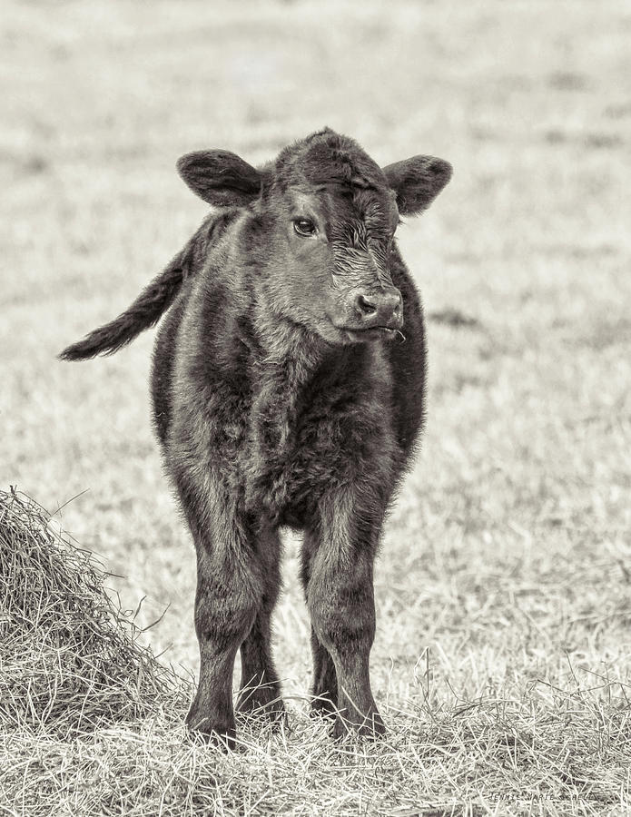 Little Calf in Sepia Browns Photograph by Jennie Marie Schell