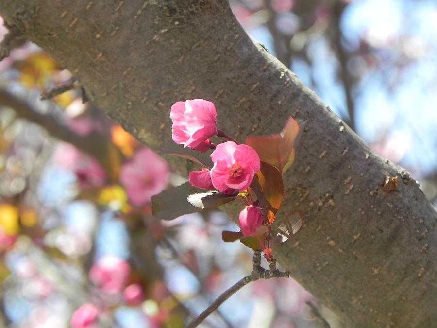 Little Cherry Blossom Photograph by Amanda R Wright