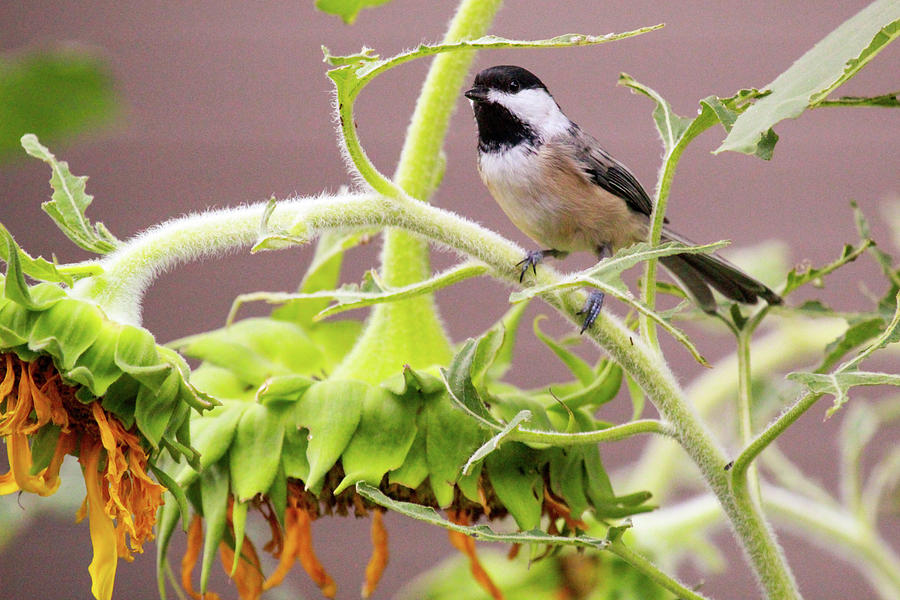 Little Chickadee Photograph by Roy Wenzl