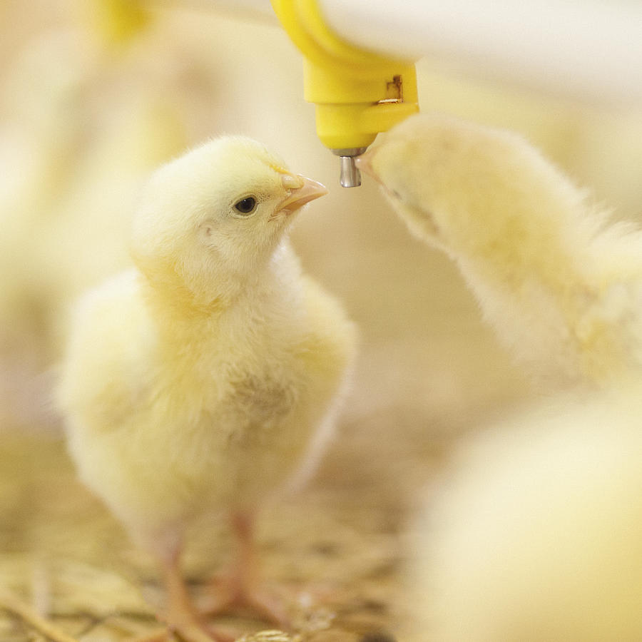 Little chicks at farm drinking water Photograph by Danchooalex