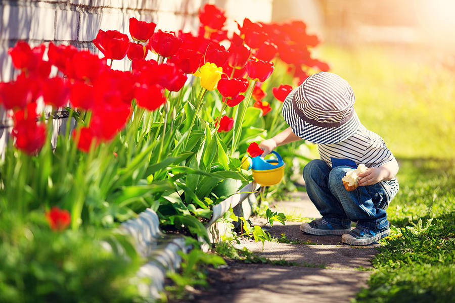Little child walking near tulips on the flower bed in beautiful spring day Photograph by LeManna