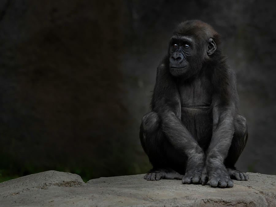 Gorilla Photograph - Little Chimp 2 by Larry Marshall
