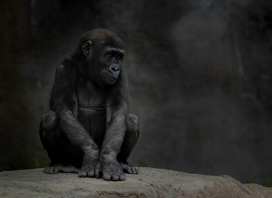 Gorilla Photograph - Little Chimp 4 by Larry Marshall