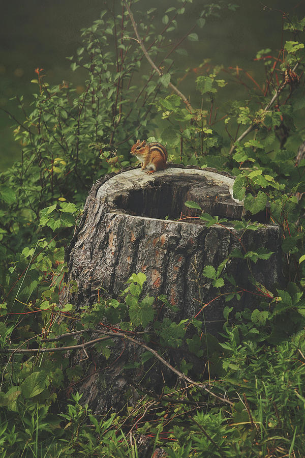 Little Chipmunk in the Big Woods Photograph by Carrie Ann Grippo-Pike