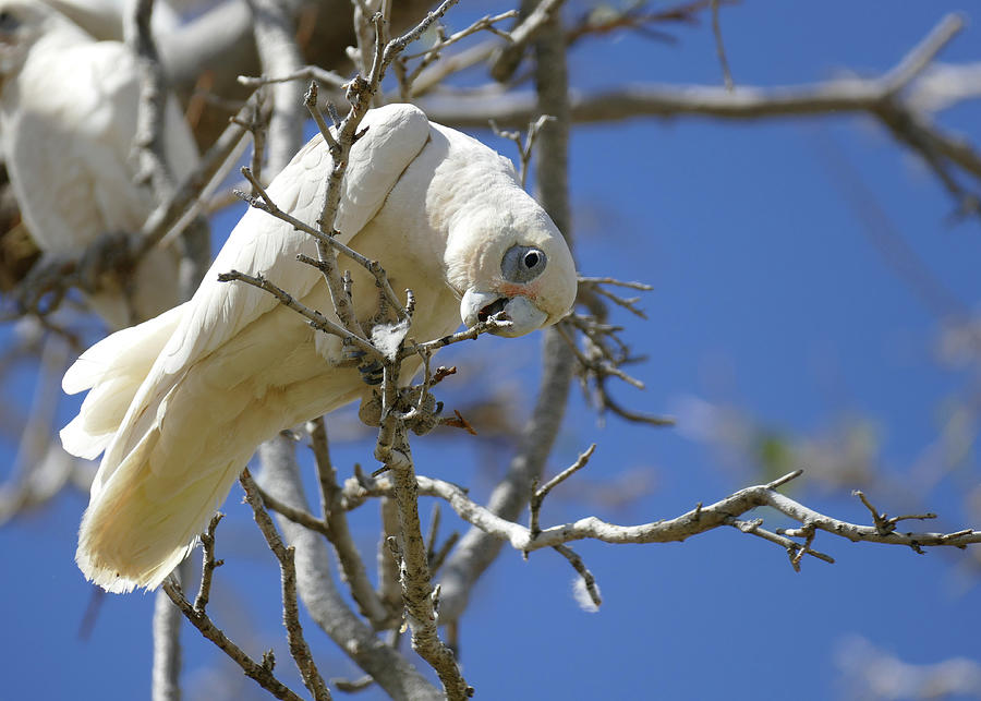 Little Corella perched on a branch Photograph by Maryse Jansen