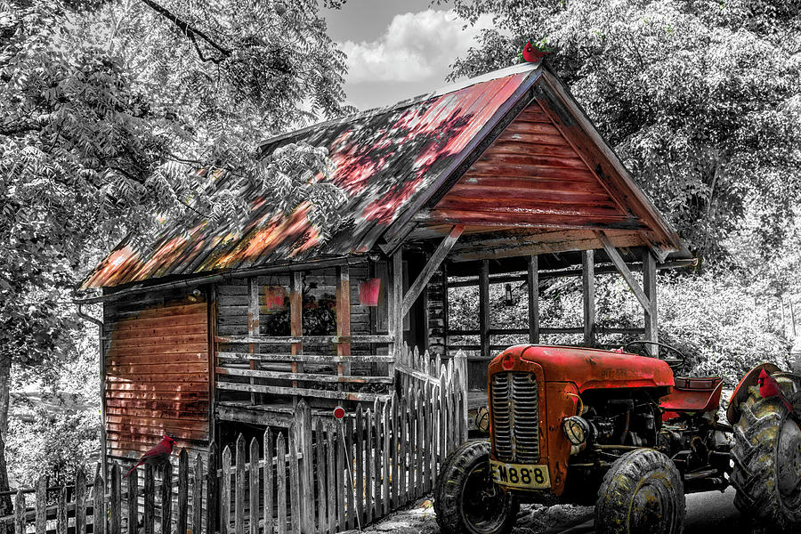 Little Country Cabin Black and White and Red Photograph by Debra and Dave Vanderlaan