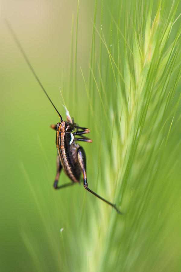 Little cricket Photograph by Spiros Gioldasis