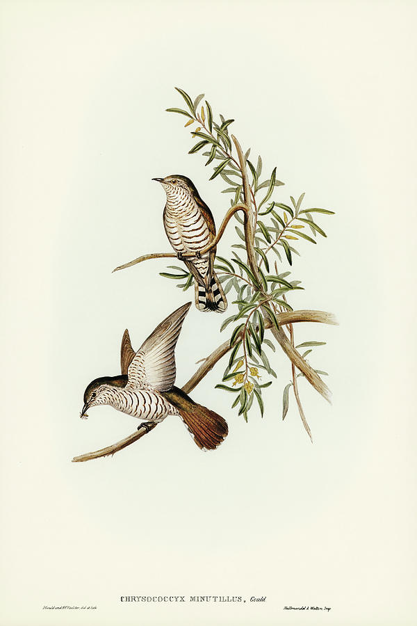 John Gould Drawing - Little Cuckoo, Chrysococcyx minutillus by John Gould