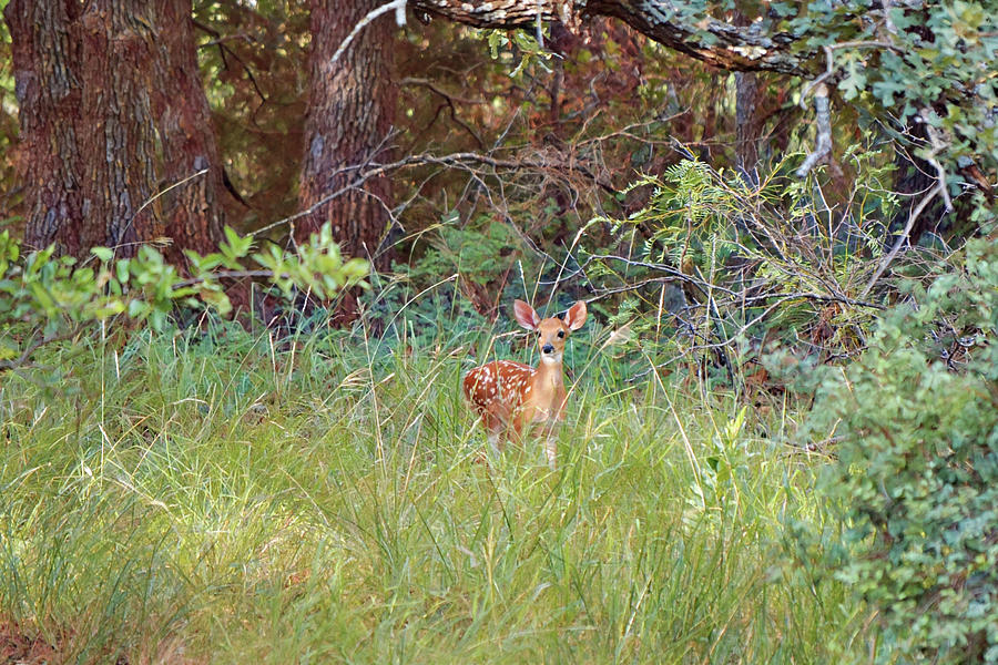 Little Deer Fawn in Wild Flora Digital Art by Gaby Ethington