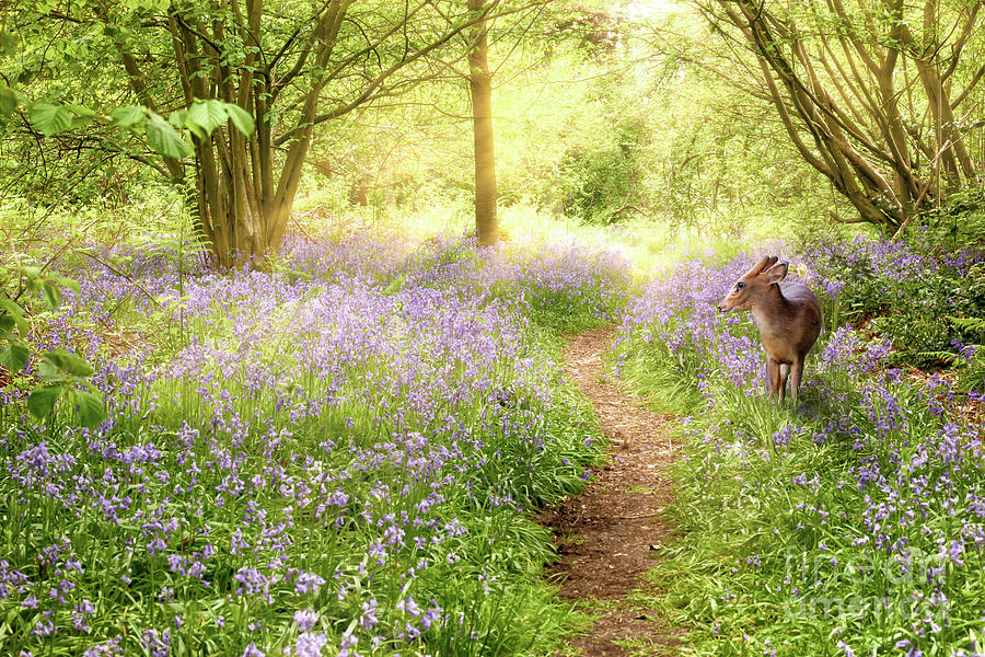 Little deer in bluebell woodland Photograph by Simon Bratt
